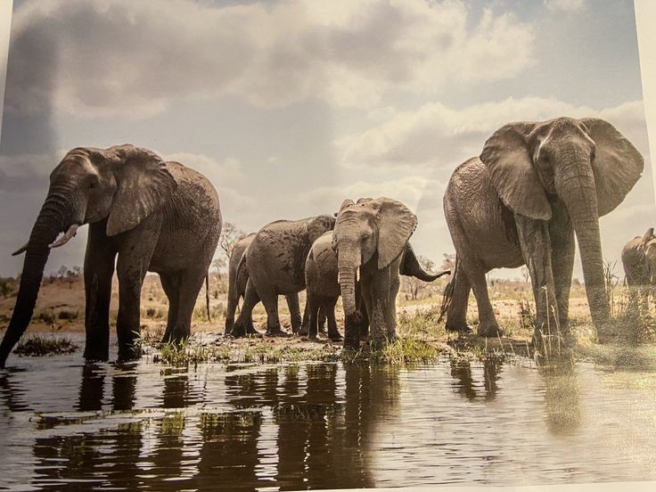 Botswana Offers 20,000 Elephants to Germany Amid Trophy Dispute