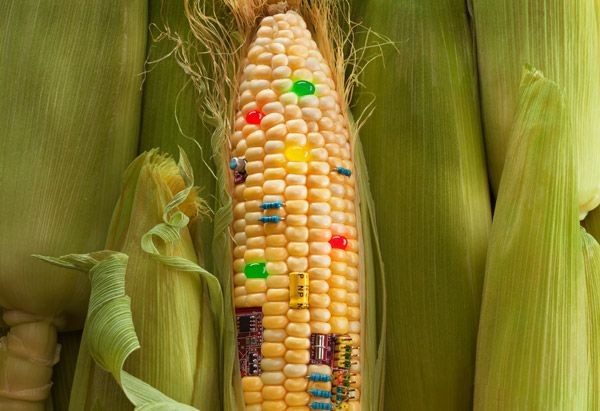 The Real Concerns About GMOs in African Agriculture